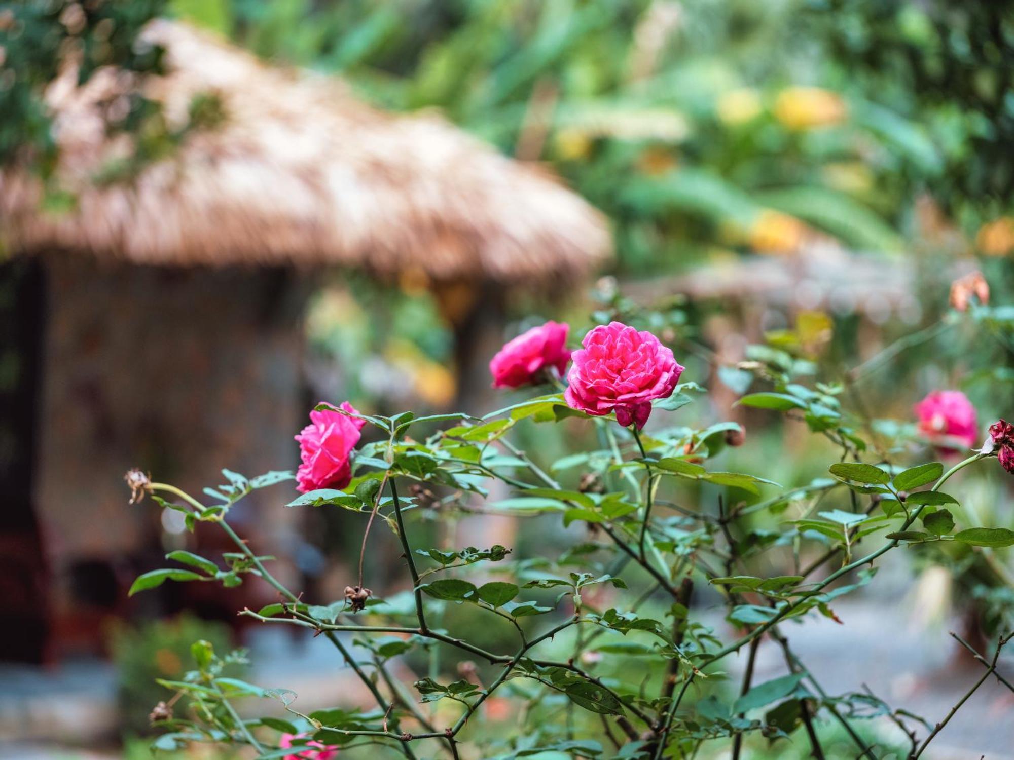 Cozy Beer Garden Homestay 닌빈 외부 사진